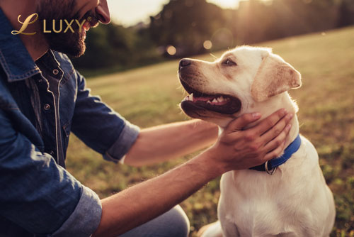 man's best friend